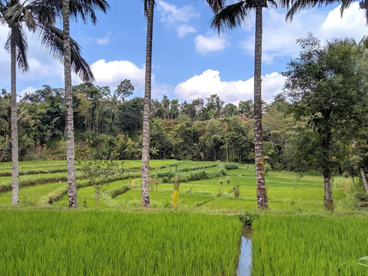 Asan Rinjani Homestay Tetebatu Pokoj fotografie