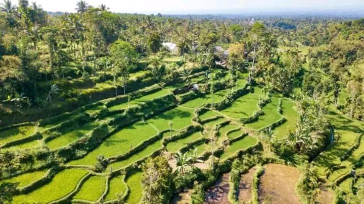 Asan Rinjani Homestay Tetebatu Exteriér fotografie